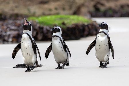 Cape of Good Hope, Table Mountain & Penguins Private Tour from Cape Town