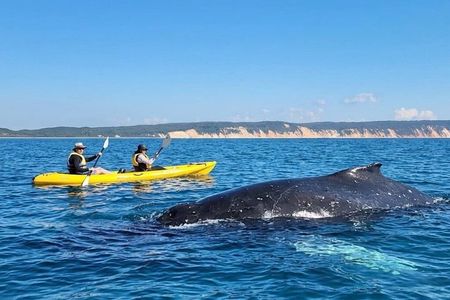 Noosa: Epic Whale Watching On Ocean Kayaks & Beach 4X4 Tour