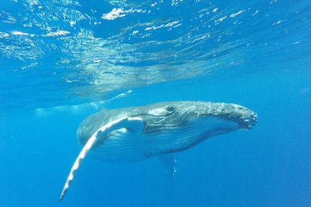 Whales in Tahiti