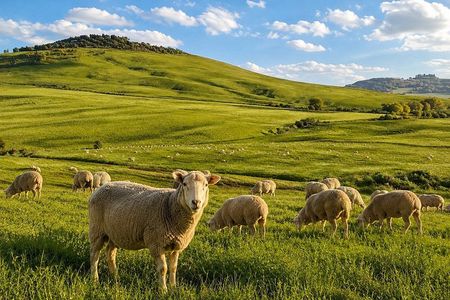 Farm Tour with Pecorino to Ricotta Craft Beer Tasting near Pienza