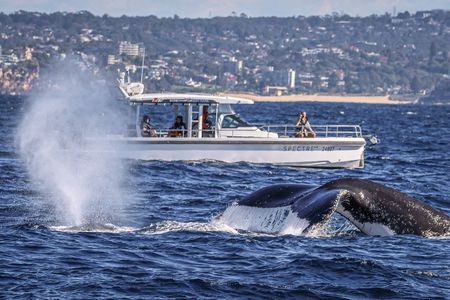 Sydney Harbour Whale Watching Private Tour - up to 8 guests