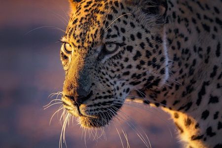 Yala National Park Private Leopard Safari: Half & Full-Day