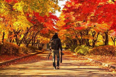 Seoul Vicinity 5 in 1: Nami Island, Garden of Morning Calm & More