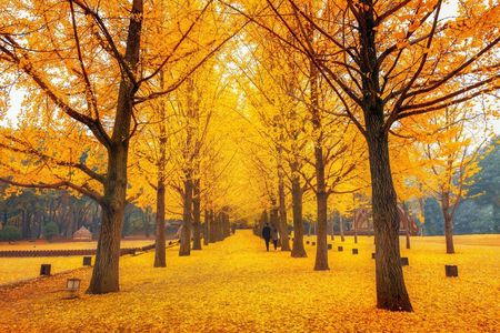 Nami Island Full Day Trip with opt Gangchon Rail Bike from Seoul