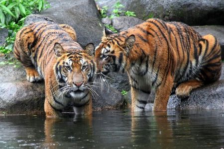 5 Day Golden Triangle with Ranthambore (Taj Mahal Sunset/Sunrise)