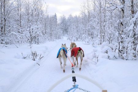 Rovaniemi Lapland Husky Experience 5km