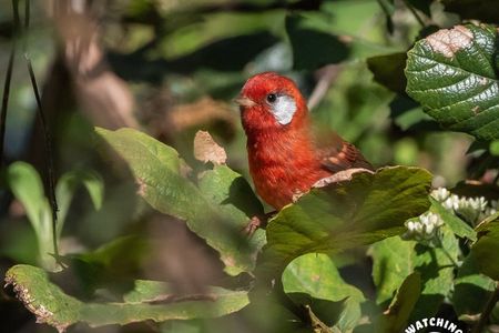 Bird watching in Mexico City, half day