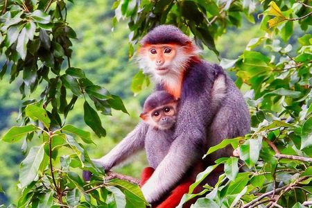 Son Tra Monkey Tour: Spot Red-Shanked Douc & Sightseeings Private