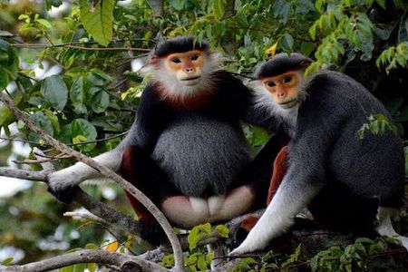 Son Tra Monkey Tour: Spot Red-Shanked Douc & Sightseeings Private