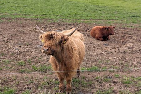 Private Loch Lomond Highlands Tour