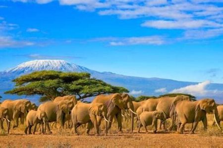 Private Day Tour To Amboseli National Park