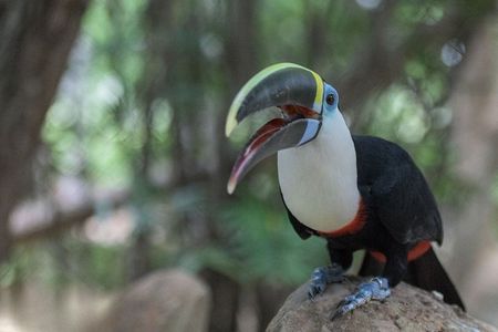 Barú National Aviary and Playa Blanca Tour with Lunch