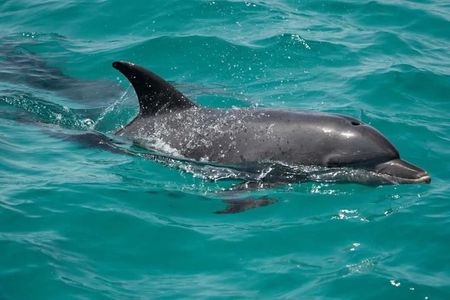 Luxury Private Speedboat El Gouna Dolphins Bayoud Island