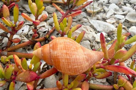 Guided Shelling Adventure in the Ten Thousand Islands