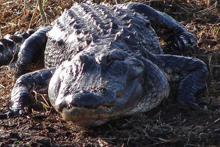 1-Hour Private Airboat Tour in Kissimmee