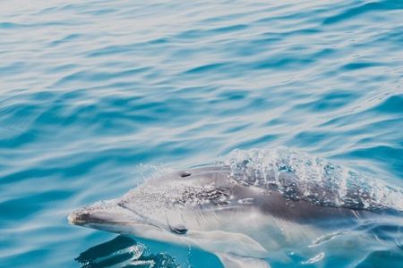 2 Hour Sea Safari RIB Boat Trip