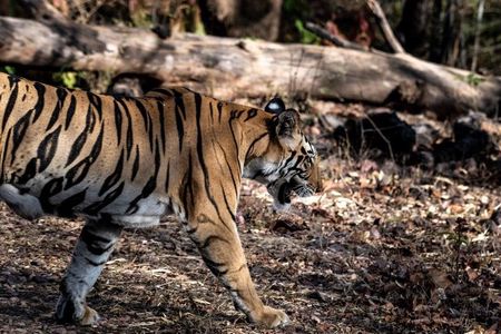 Same Day Trip to Ranthambore Tiger Safari from Jaipur