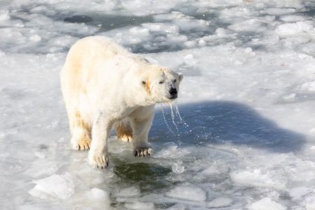 Ranua Zoo Experience with Flexible Package Options