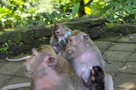 Bali Ubud Activities Tour