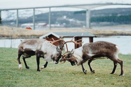 Arctic Nature Tour from Tromsø with Scenic Sommarøy picnic