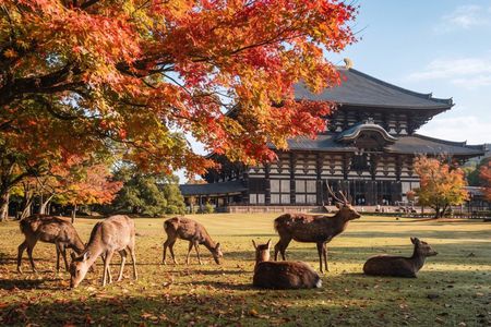 Nara Private Tour: Great Buddha, Park Deer & World Heritage