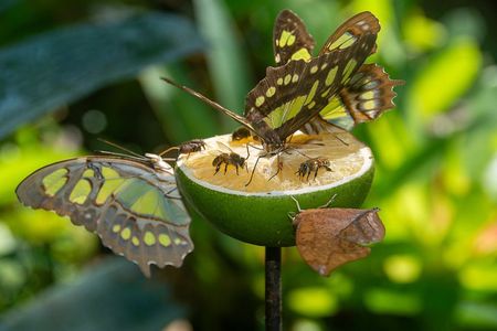 Official Vallarta Botanical Garden Tour with a Biologist