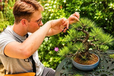 Bonsai Art Tour & Experience in Japan's Most Sacred "Bonsai City"
