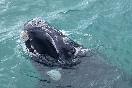 Whale Watching Tour in Hermanus with Hotel Pickup