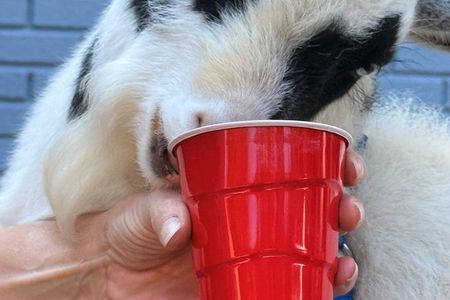 Private Rabbit and Chicken Petting Experience in Navarre