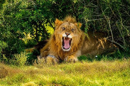 Schotia Tooth & Claw Safari–The Ultimate Big5 Wildlife Experience