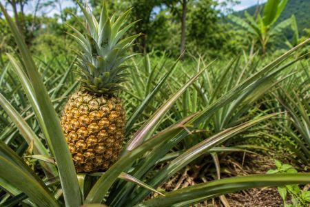 Safari Tour from Punta Cana with Mundo Taíno Theme Park Admission