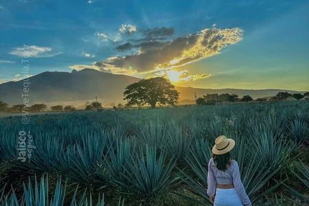 Full Day Tour to Tequila and Amatitán with Fun and Culture