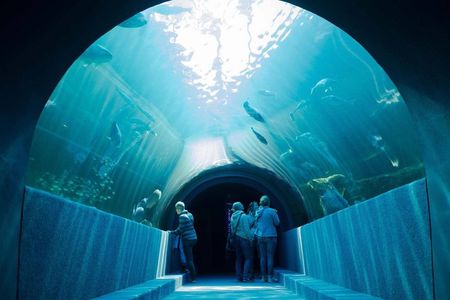 Cape Town Aquarium Farm and Chocolate Tour