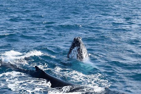 Melbourne: 6-hour Wilsons Prom Whale Watching