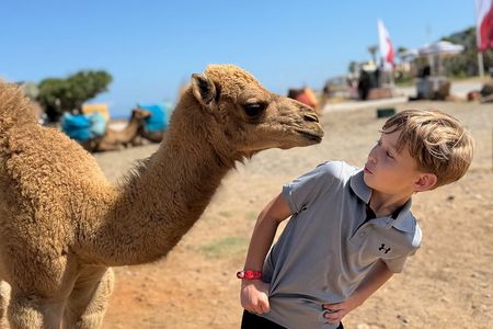 Tangier Shore Excursion with Cruise Ship Pickup & Camel Ride