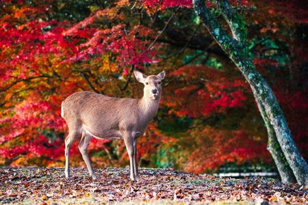 Best of Kyoto and Nara Highlights Day Tour from Osaka (7~9 spots)