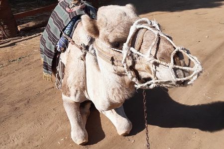 Authentic Luxor: West Bank Family Farm & Animal Visit