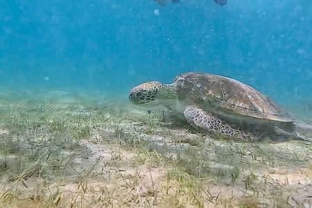 Snorkeling in Paradise