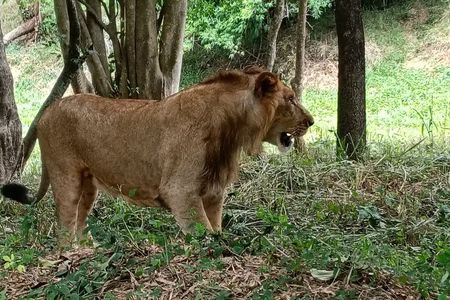 Wild life Safari + Bengaluru sightseeing and Lunch