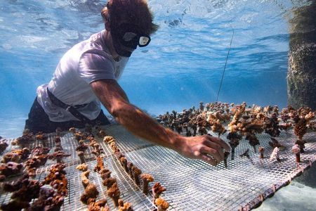 Hilton Moorea Coral Planting Eco Tour Restore the Reef
