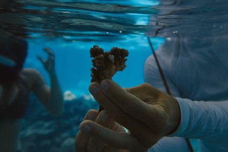 Sofitel Moorea Coral Planting Eco Tour Restore the Reef