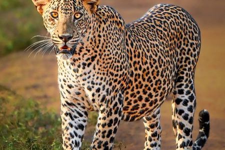 Full Day Safari Tour Yala