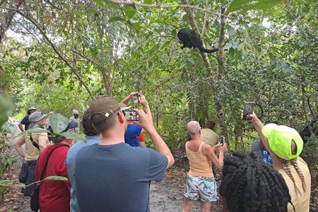 Rumble in the Jungle: The Howler Monkey Expedition
