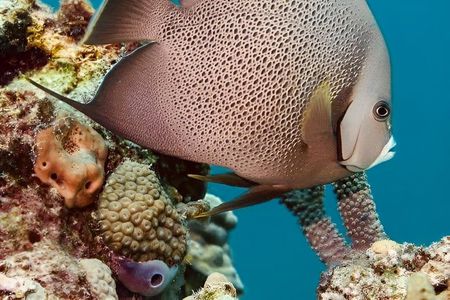 Isla Mujeres Beginner/Family Scuba Diving Experience