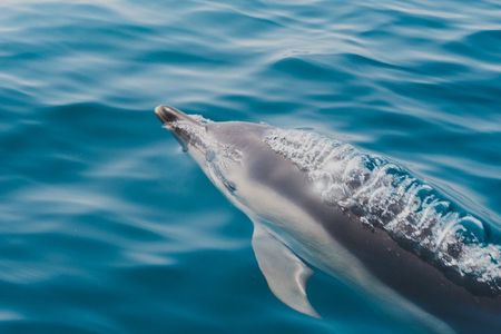 1 Hour Sea Safari RIB Boat Trip