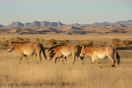 3 Days Khustai and Terelj National parks tour