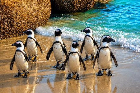 Half-Day Boulders Beach Penguins Tour