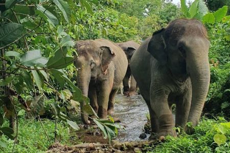 Koh Lanta Elephant Experience with Hotel Transfer