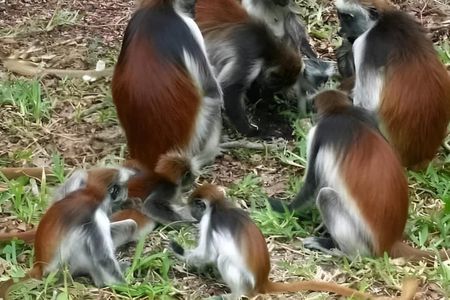 Full Day Zanzibar Tour Jozani Forest Spice Farm and Stone Town