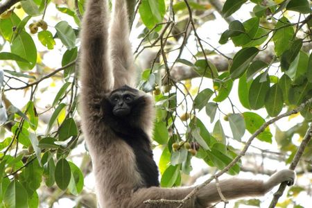Khao Yai National Park Day Tour with Kayaking and Night Safari